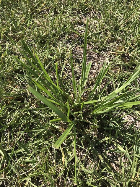 Weed Identification In St Augustine Lawn Care Forum