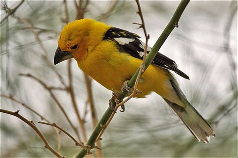 Curious Yellow Grosbeak Flickr Photo Sharing