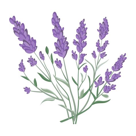 Ramo De Flores De Lavanda Sobre Un Fondo Blanco Vector Premium