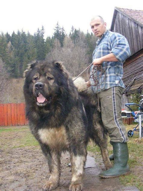 This Illyrian shepherd (maybe Caucasian shepherd) unit : r/AbsoluteUnits