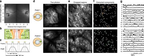 In Vivo Super Wide Field Two Photon Calcium Imaging Of Bilateral S A