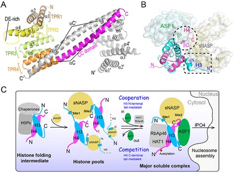 许瑞明团队揭示组蛋白伴侣snasp Asf1协同与竞争结合组蛋白h3 H4的分子机制 生物通