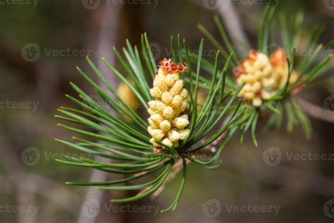 Young Pine Cones 16069833 Stock Photo at Vecteezy