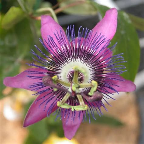 Passiflora X Violacea Passiflore De Balcon Fleur De La Passion