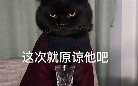 这两只猫 是我想的那样吗 Caesar Cat Caesar Cat 哔哩哔哩视频