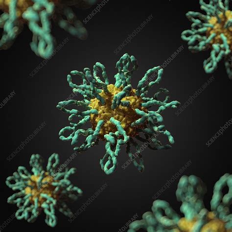 Human coxsackievirus, artwork - Stock Image - F007/7937 - Science Photo ...