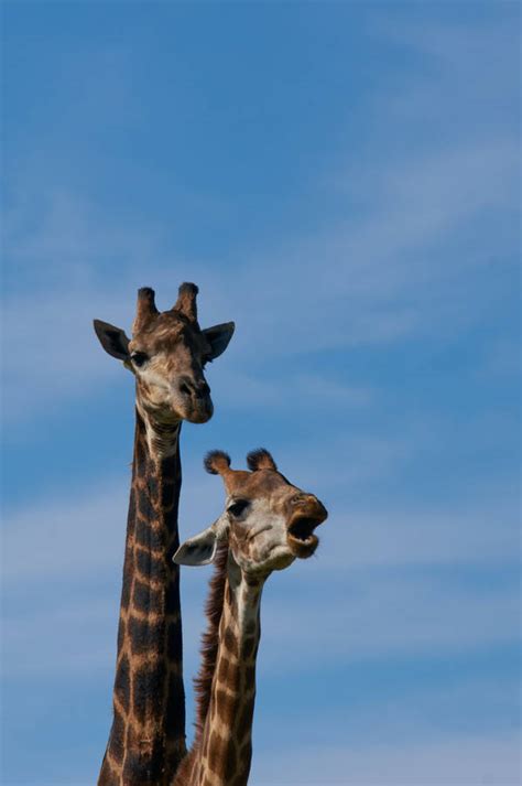 Download Giraffe Wallpaper