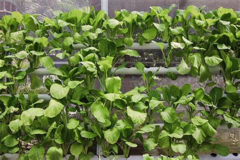 How To Grow Bok Choy Hydroponically A Step By Step Guide For Planting