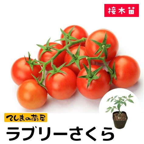 【てしまの苗】ミニトマト苗 ラブリーさくら 9cmポット 断根接木苗 Tomato Raburi 9 てしまの苗屋 通販