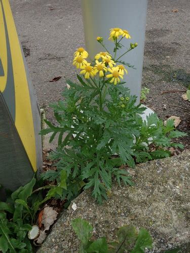 Oxford Ragwort Senecio Squalidus INaturalist