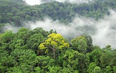 fauna diversity  tropical rainforest threats  land  change