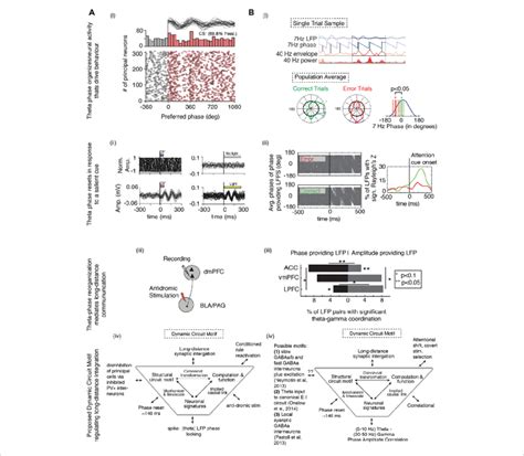 Theta Phase Alignment To Salient Cues Coordinates Networks And