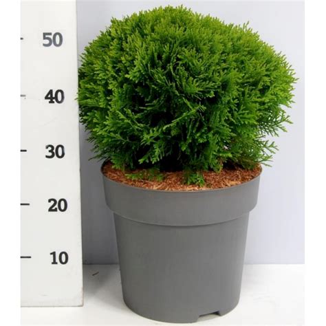 Thuja Danica N Letr Er Plantetorvet Dk