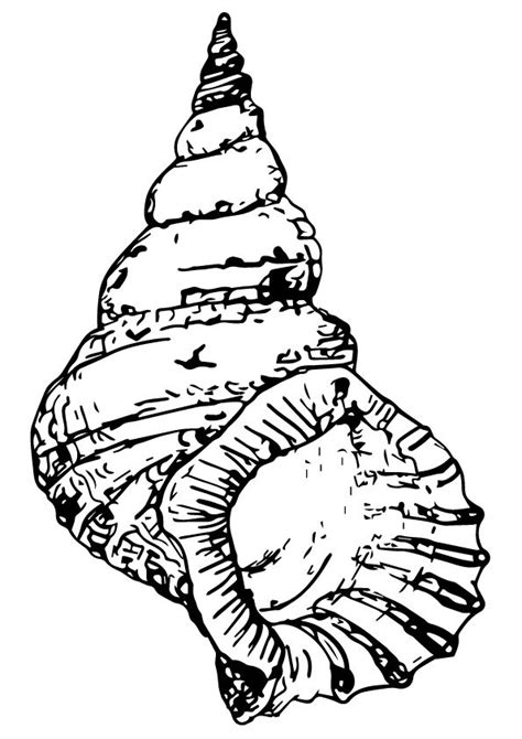 Print Coloring Image Momjunction Shell Drawing Coloring Pages