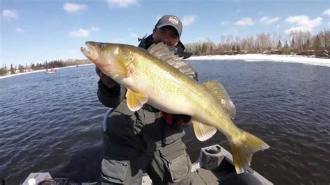 Rainy River Spring Walleye 2018 Youtube