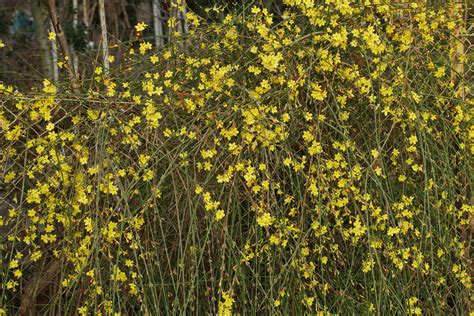 Jasminum nudiflorum Was blüht jetzt