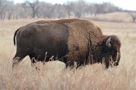 Native Wildlife Species in Colorado - Uncover Colorado