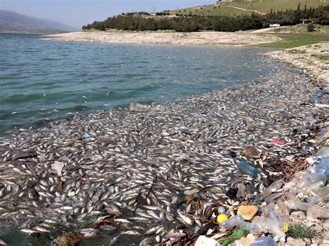 At Least 40 Tonnes Of Dead Fish Wash Up On Shore Of Polluted Lebanese