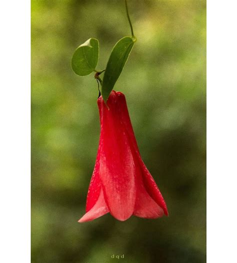 Chile 🇨🇱 Lapageria Rosea Copihue Planta Endémica De Chile Crece En