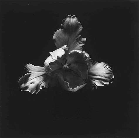 Robert Mapplethorpe 1946 1989 Tulip 1984 Christies