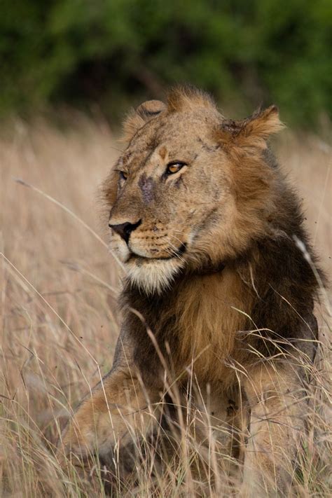 Tracking Queen Elizabeth National Park Lions In Uganda Thrilling