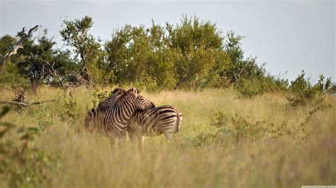 Kruger National Park Wallpapers Wallpaper Cave