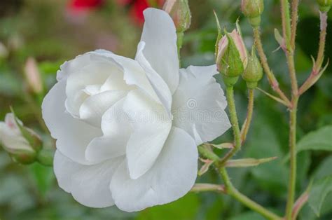 A Beautiful White Rose Stock Photo Image Of Fresh 263325444