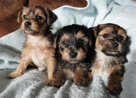 All About Yorkie Bichon Dog Breed – Hybrid Crossbreed of Yorkshire ...