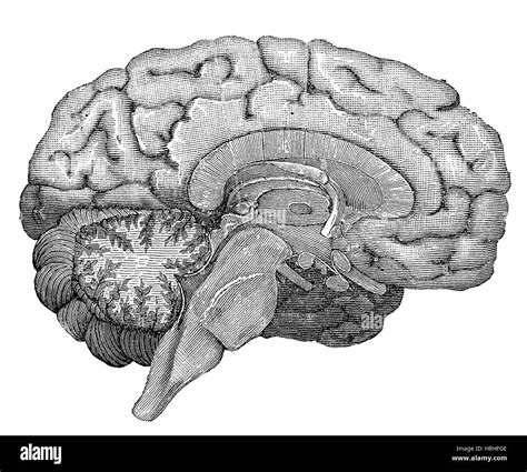 Sistema límbico del cerebro Imágenes de stock en blanco y negro Alamy