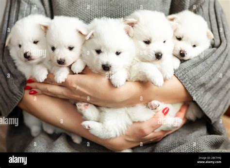 Cute adorable fluffy white spitz dog puppies in hands. Best pet friend for kids Stock Photo - Alamy