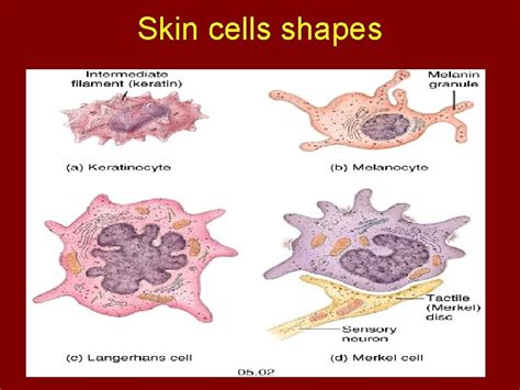 Chapter 5 The Integumentary System Course Objectives 1