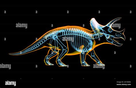 Esqueleto De Triceratops Fotograf As E Im Genes De Alta Resoluci N Alamy