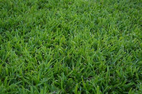 LM Grass Lawn For Sale Sunninghill