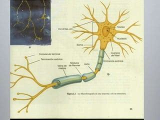 Unidad I C Lulas Del Sistema Nervioso Ppt