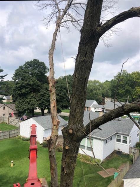 Philip's Tree and Stump Removal Inc. Offers Tree Clearing in Lake Villa