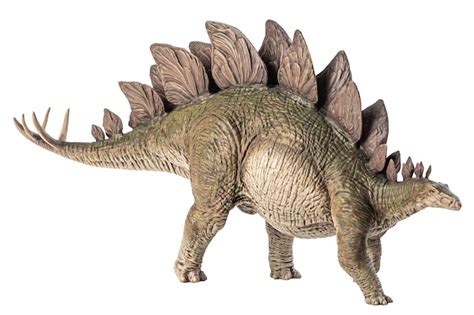 Premium Photo Stegosaurus Dinosaur On White Background