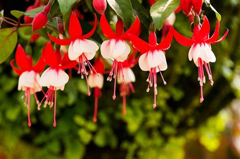 Fuchsien Pflege Standort pflanzen gießen mehr