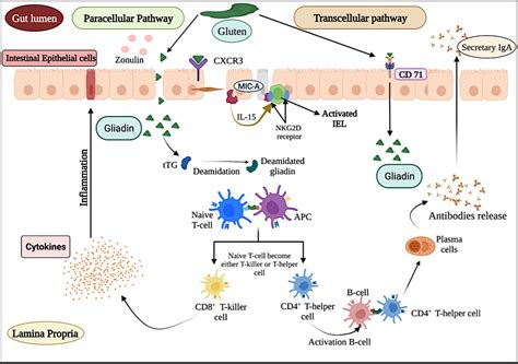 Frontiers Prediction Of Celiac Disease Associated Epitopes And Motifs