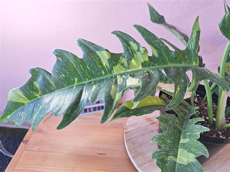 Philodendron Variegated Ring Of Fire When In Bloom