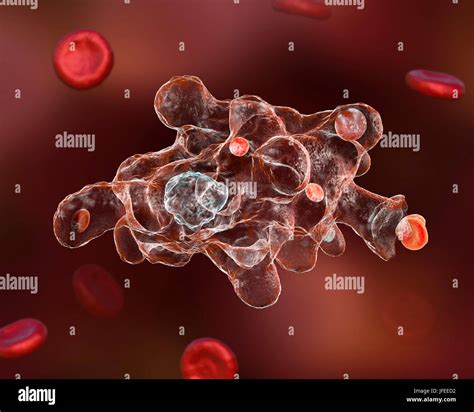 Entamoeba Histolytica Fotografías E Imágenes De Alta Resolución Alamy