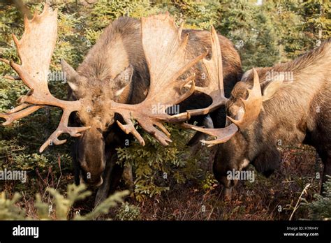 Bull Moose Alces Alces Play Fighting During Rutting Season In The