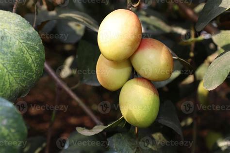 ripe jujube on tree in firm for harvest 2930983 Stock Photo at Vecteezy