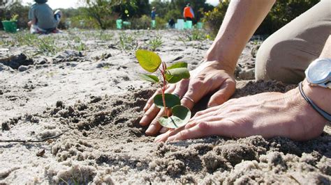 Tree Day Planting - Whiteman Park Reservations