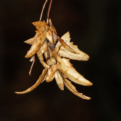 American Hornbeam From Rockland County NY USA On October 24 2016 At