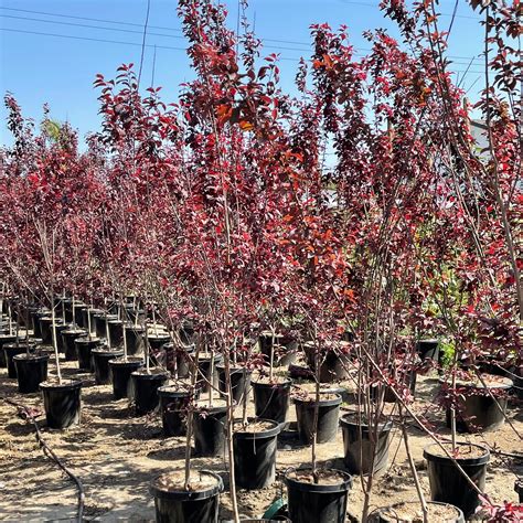 Purple Leaf Flowering Plum | C&J Gardening Center