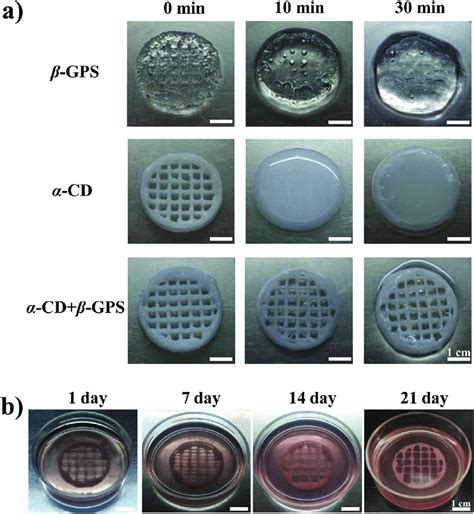 Printability And Stability Of Bioprinted Constructs A Macroscopy