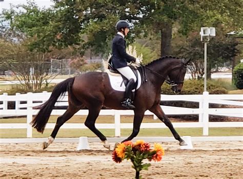 What are the levels of dressage? (With Video Examples) - Horse Rookie