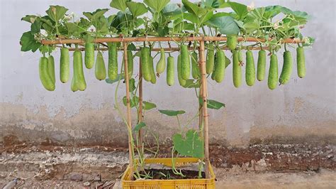 Secret To Growing Bottle Gourd At Home The Fruit Is Large And Delicious To Eat Youtube