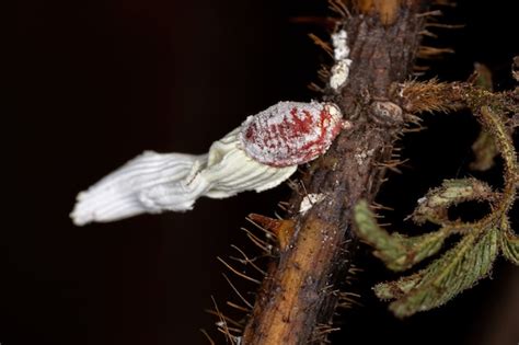 Insectos Escama Blanca De La Superfamilia Coccoidea En Una Planta