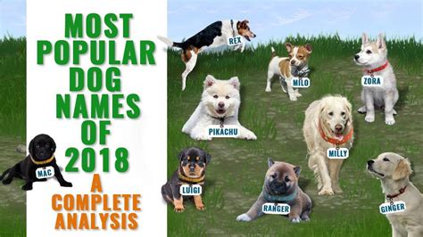 Most Popular Dog Names - A Complete Analysis - Petmoo